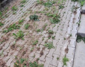 Ház 7 szobák kiadó on Cluj-napoca, Zóna Gheorgheni